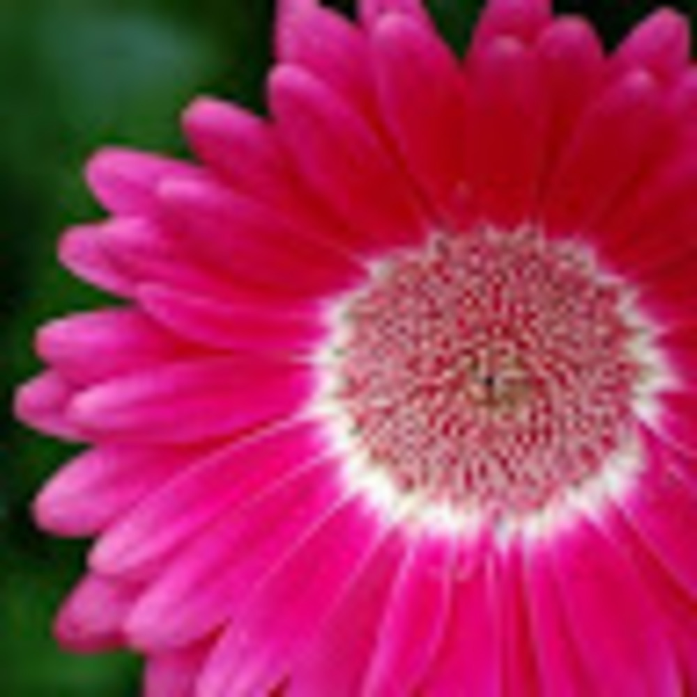 Meet your Posher, Lorri ann